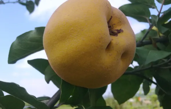 Autumn, the sky, leaves, October, quince