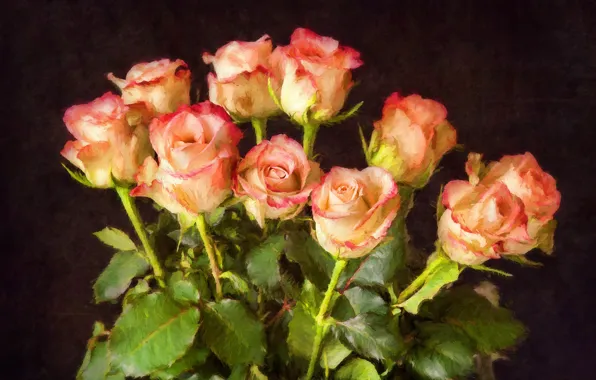 The dark background, roses, bouquet, strokes