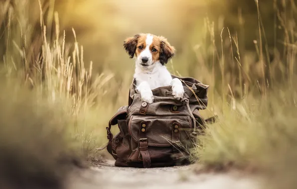 Each, dog, bag