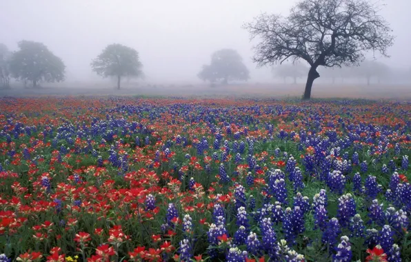 Field, trees, flowers, fog