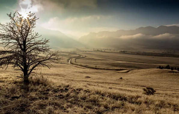 Picture field, fog, morning