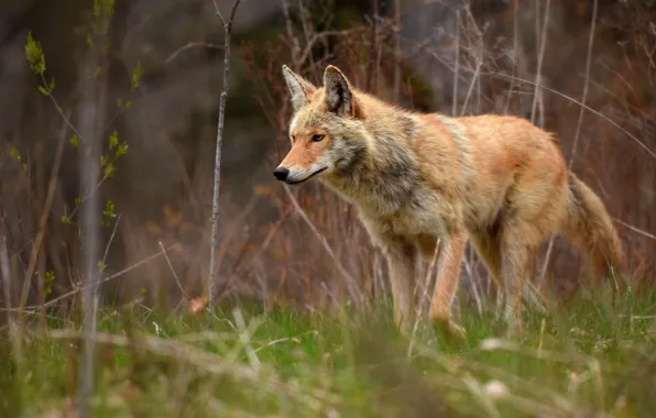 Picture forest, grass, look, face, branches, wolf, walk, coyote
