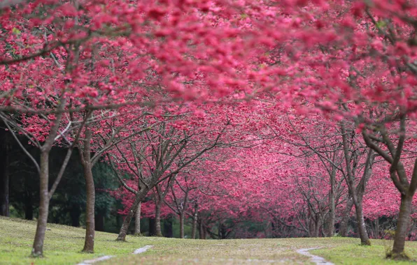 Leaves, cherry, Park, spring, Japan, flowering, Cherry Blossoms, sakura