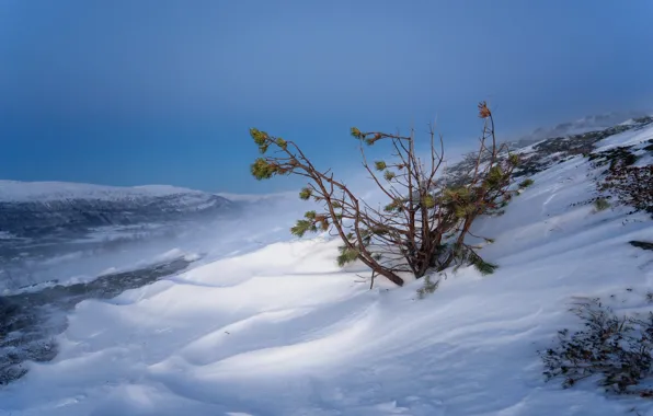 Winter, snow, nature