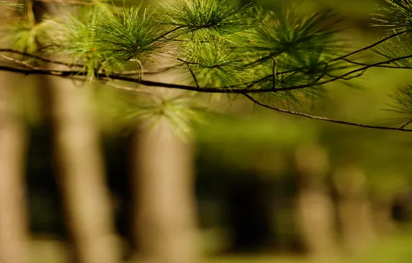 Picture greens, trees, sprig, trunks, blur, coniferous tree