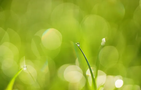 Picture greens, grass, drop, a blade of grass