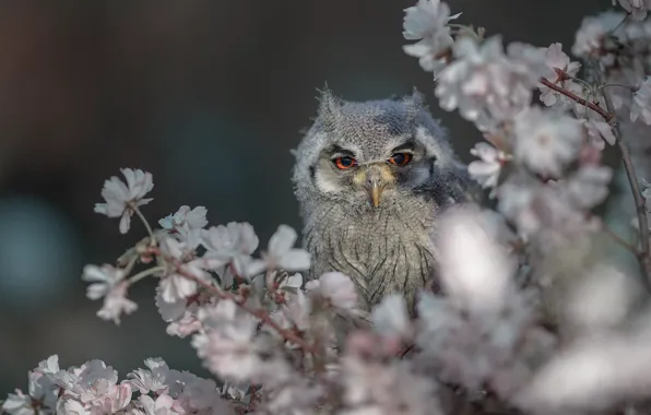 Flowers, branches, owl, bird, flowering, White-faced scoop