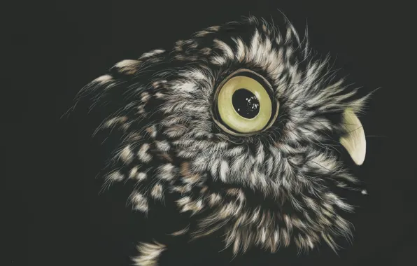 The dark background, owl, by shonechacko