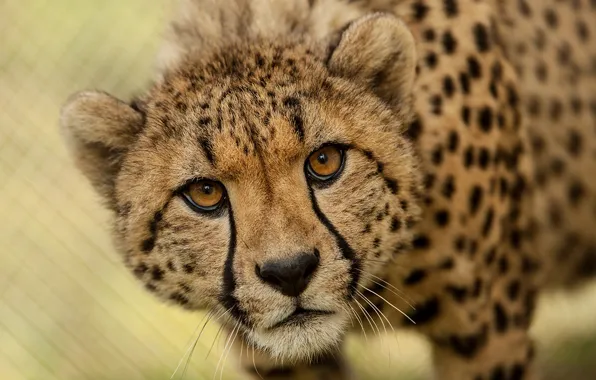 Picture speed, africa, animal, wildlife, big cats, cheetah-