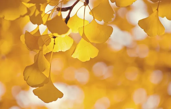 Picture leaves, glare, tree, branch, Ginkgo