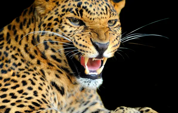 Picture look, background, predator, leopard, color, wild cat, growl