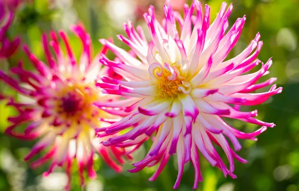 Macro, petals, bokeh, dahlias