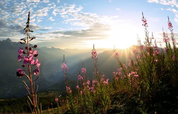 The sky, the sun, rays, light, flowers, mountains, fog, view