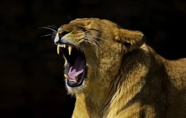 Picture predator, mouth, black background, lioness