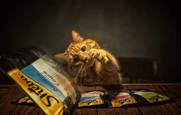 Cat, cat, look, pose, table, red, chair, claws
