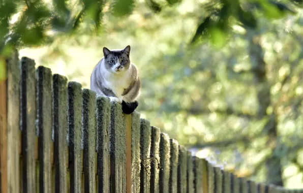 Picture cat, look, the fence
