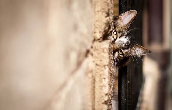 Cat, cat, face, looks, Kote, wall, spying