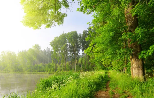 Greens, forest, summer, grass, the sun, rays, trees, lake