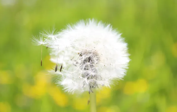 Picture dandelion, fluffy, seeds