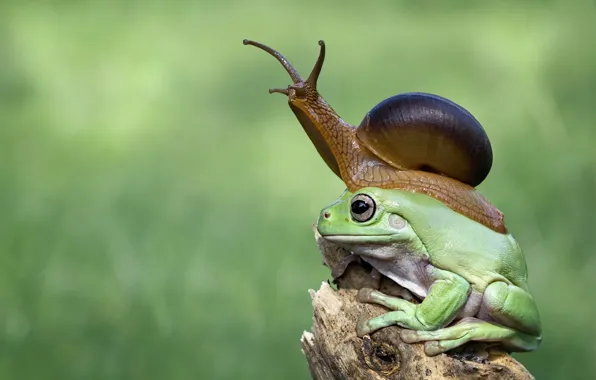 Picture nature, frog, snail, toad, stump