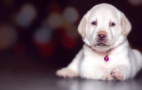 White, the dark background, dog, baby, puppy, lies, collar, bokeh
