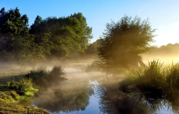 Picture nature, fog, morning