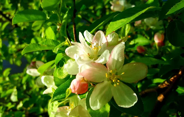 Picture Spring, Flowering, Apple-blossom, Flowering Crabapple