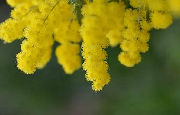Nature, tree, branch, spring, yellow, flowering, flowers, acacia