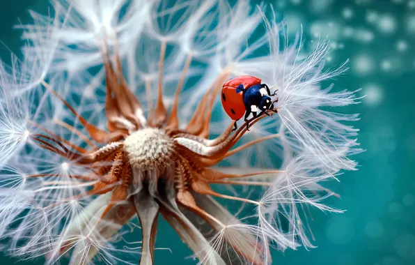 Macro, dandelion, ladybug