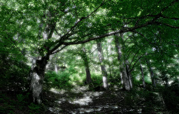 FOREST, SPOT, GREENS, LEAVES, SPRING, TREES, FOLIAGE, LIGHT