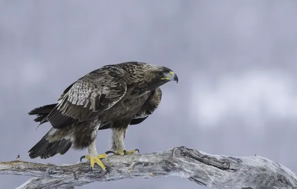 Picture predator, eagle, golden eagle, Golden eagle