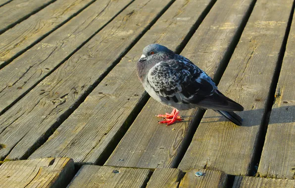 Bird, pigeon, boards