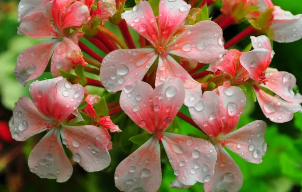 Water, drops, flowers, Rosa, petals, inflorescence