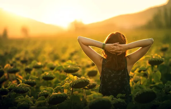 Picture girl, sunflowers, morning