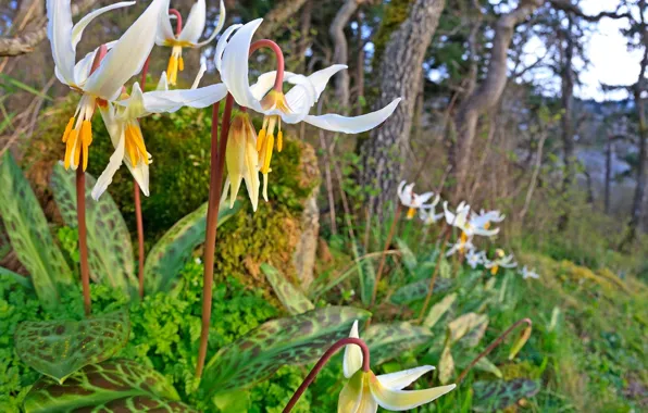 Picture flowers, kandyk, petals, Canada, Nanaimo
