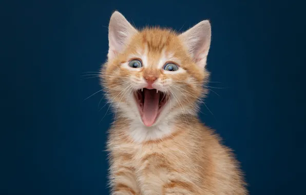 Language, cat, look, pose, kitty, portrait, red, mouth