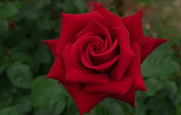 Macro, roses, petals, red rose, buds