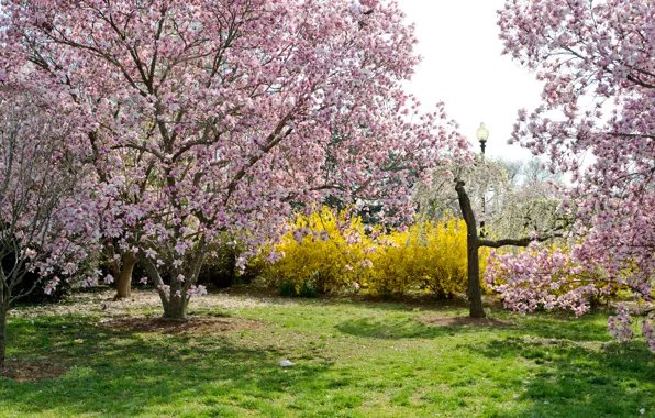 Trees, branches, nature, spring, Nature, flowering, trees, blossom