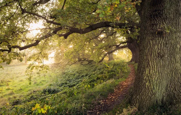 Autumn, forest, branches, Park, tree, foliage, morning, trunk