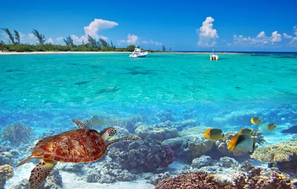 Fish, palm trees, the ocean, island, turtle, boats, Laguna