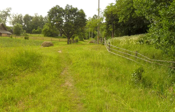 Trees, nature, the fence, village, Belarus