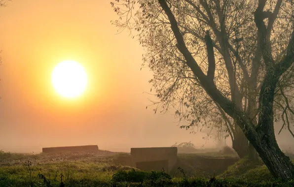 Picture the sky, the sun, trees, branches, fog, dawn, morning, haze