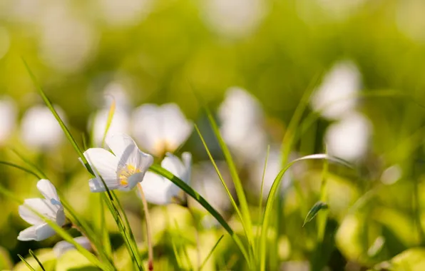 Picture grass, macro, flowers, nature, photo, plants, blur, wallpapers