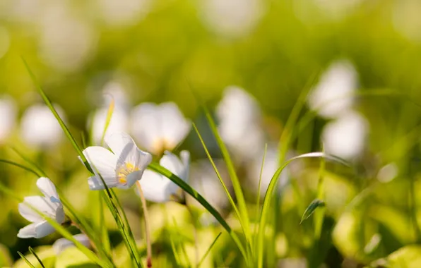 Grass, macro, flowers, nature, photo, plants, blur, wallpapers