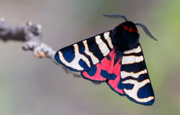 Picture macro, branches, grey, background, pattern, butterfly, bright, insect