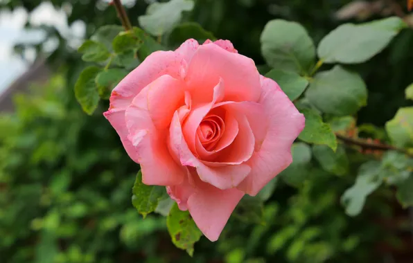 Picture leaves, flowers, roses, garden, pink