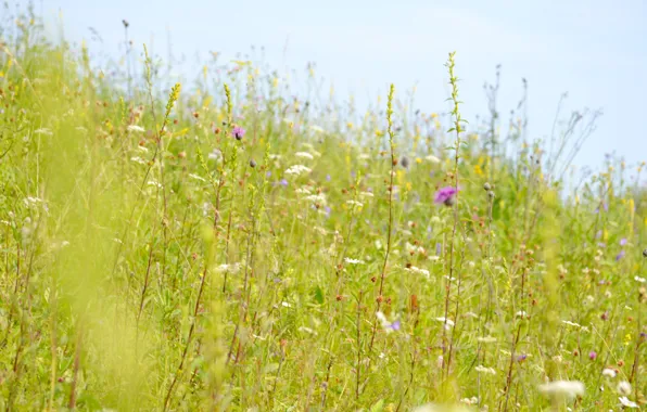 Picture greens, field, grass, flowers