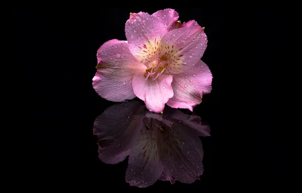Flower, drops, reflection, pink, petals, black background, Alstroemeria