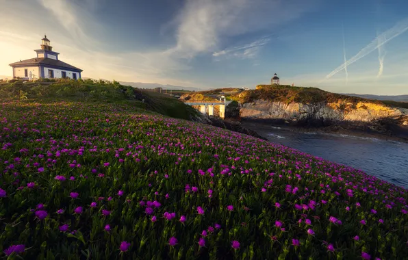 Field, light, flowers, house, rocks, shore, lighthouse, slope