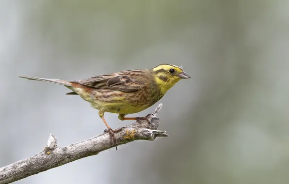 Bokeh, Andrey Kiselev, Oatmeal, a bird on a branch